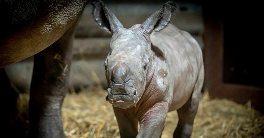 Das Breitmaulnashorn-Baby in Hodenhagen hat schon einen Namen: Salma.