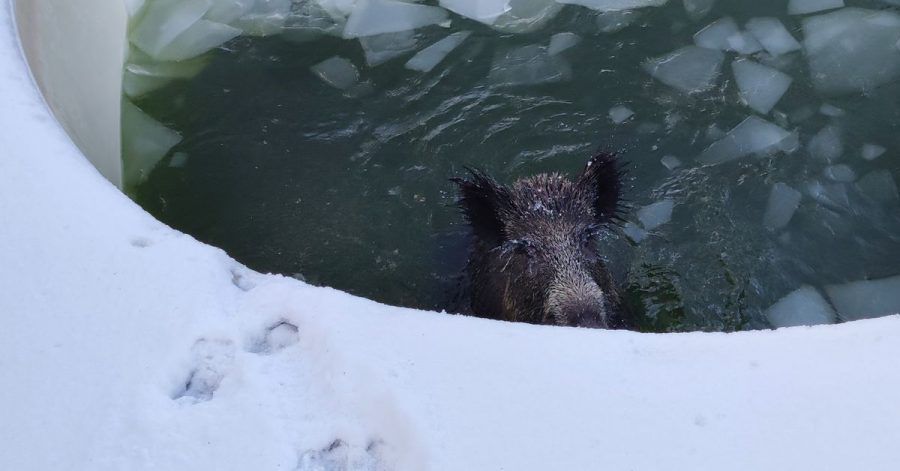 Ein Wildschwein ist in einem Swimmingpool in Neuss gefangen.