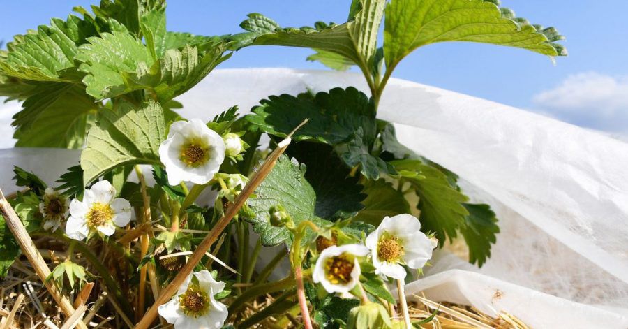 Mit einem Vlies im Winter geschützt, überstehen Erdbeerblüten auch tiefe Minusgrade - und erblühen im Frühjahr.