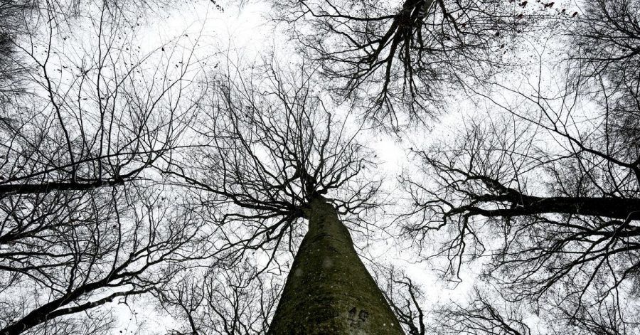 Die Standfestigkeit von Bäumen wird besonders bei Sturm, Starkregen oder unter Schneelast auf die Probe gestellt.