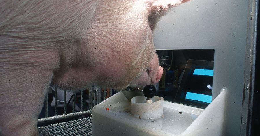 Ein Yorkshire-Schwein am Joystick. Schweine können einer neuen Untersuchung zufolge damit problemlos Computerspiele bedienen.