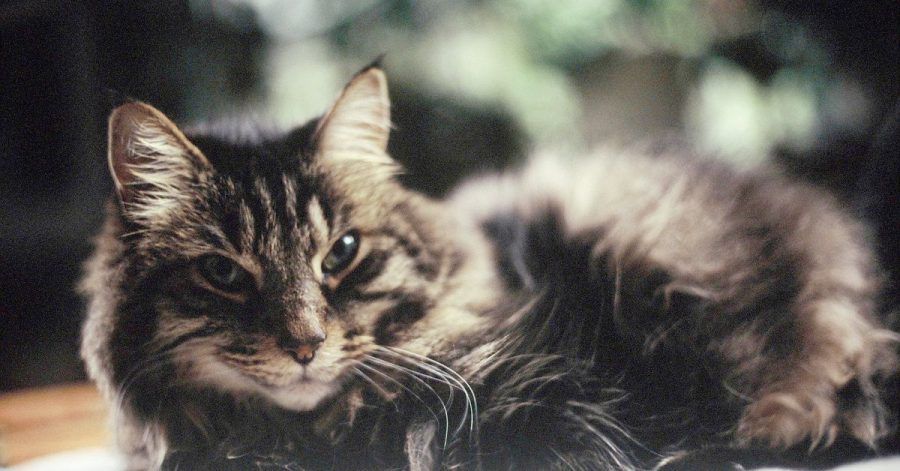 Nicht zu nahe kommen! Wer sich in Corona-Quarantäne befindet, sollte Abstand zu seiner Katze halten, um sie nicht anzustecken.