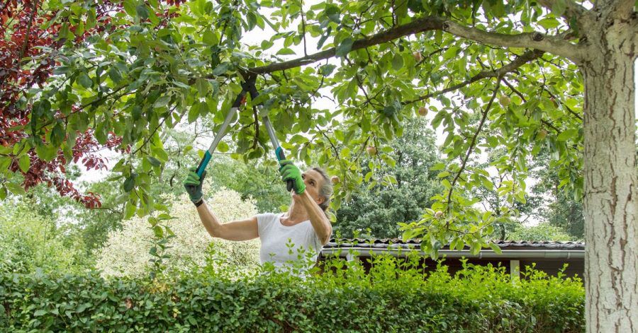 Äste, die in den eigenen Garten ragen, darf man abschneiden. Allerdings sollte man das mit dem Nachbarn vorher absprechen.