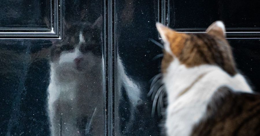 Beamter mit eigenem Twitter-Account: Kater Larry.