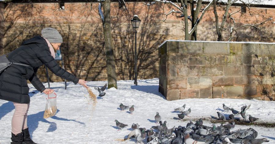 Claudia Schneider füttert vor der Nürnberger Stadtmauer Tauben. Die Corona-Krise und auch die Kälte setzen den Stadttauben zu. Die Stadt hat Ehrenamtlichen eine Ausnahmegenehmigung vom allgemeinen Fütterungsverbot erteilt.