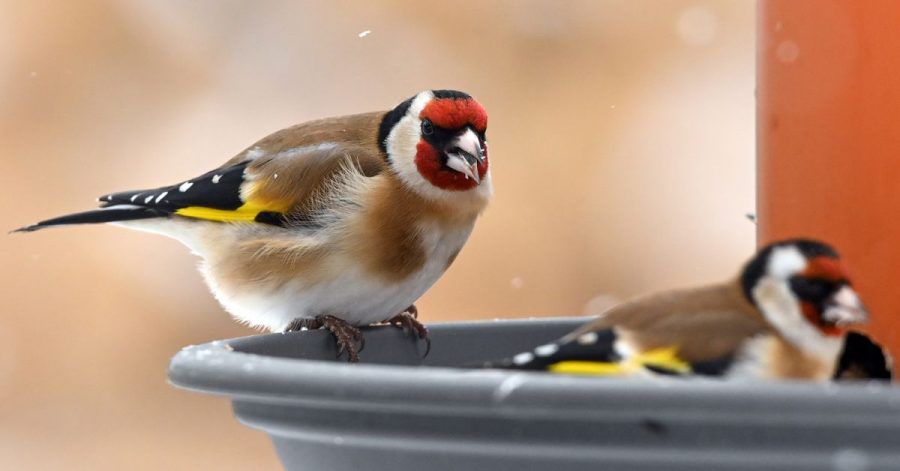 Wer Vögel im Winter füttern will, sollte ihnen das Futter ohne Plastikverpackung anbieten.