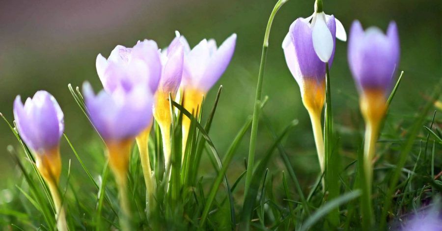 Bei Aussentemperaturen um die 12 Grad blühen im Botanischen Garten Karlsruhe Krokusse. Dazwischen steht ein Schneeglöckchen.