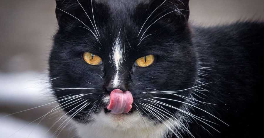 Kater Quarky ist aus dem Rennen um das Bürgermeisteramt. Aber das letzte Wort ist noch nicht gesprochen.