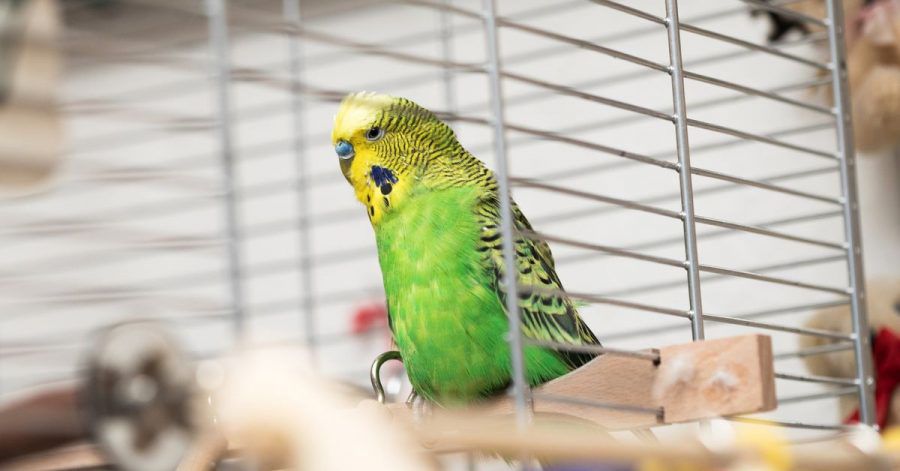 Wenn sich ein Vogel erkältet hat, erkennt das der Halter am Niesen oder dass der Vogel vermehrt mit dem Schnabel am Käfiggitter reibt. Dann hilft eine Rotlichlampe.