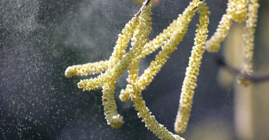 Pollen vom Hasel wehen durch eine Parkanlage.