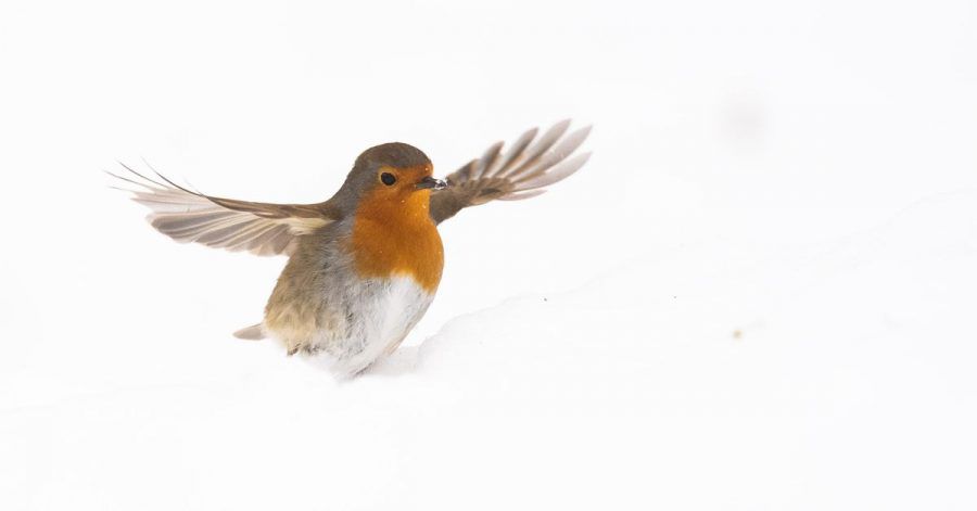 Ein Rotkehlchen sucht im Schnee nach Futter.
