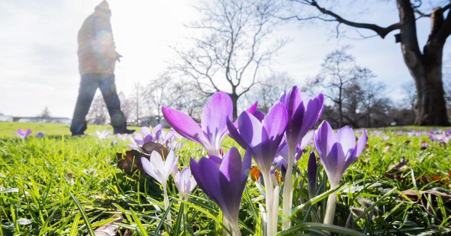 Krokusse im Berggarten an den Herrenhäuser Gärten in Hannover