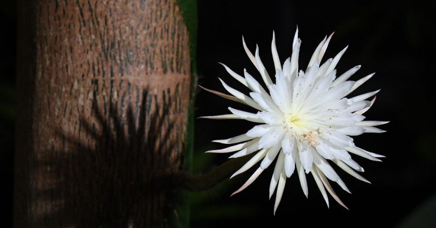 Die aufgeblühte «Mondblume» im Botanischen Garten der Universität Cambridge.