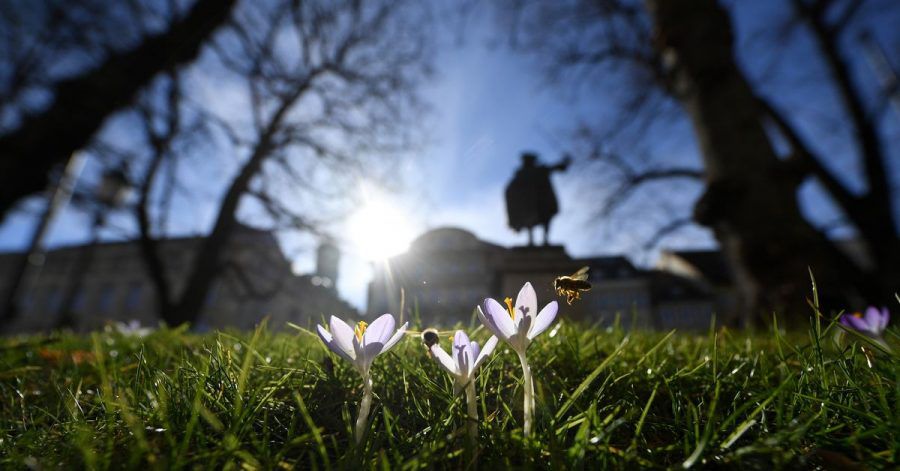 Bienen nehmen Anflug auf blühende Krokusse auf einem Grünstreifen in München.