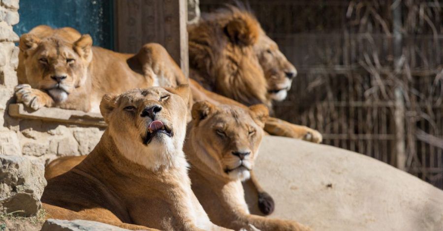 Löwen liegen in ihrem Gehege im Osnabrücker Zoo in der Frühlingssonne.