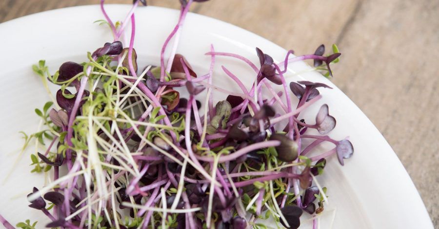 Sehen hübsch aus und sind gesund: Microgreens wie Kresse und Rettich-Keimlinge.