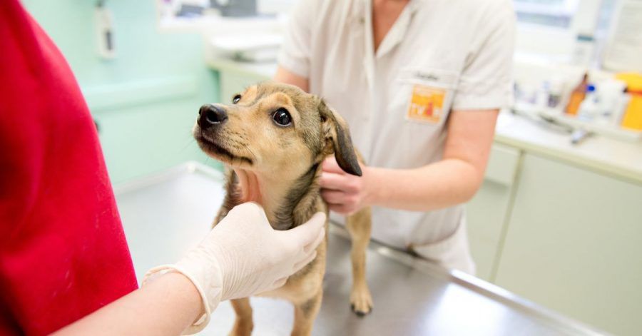 Klappt beim ersten Tierarztbesuch alles reibungslos, geht der Hund auch später bereitwillig hin.