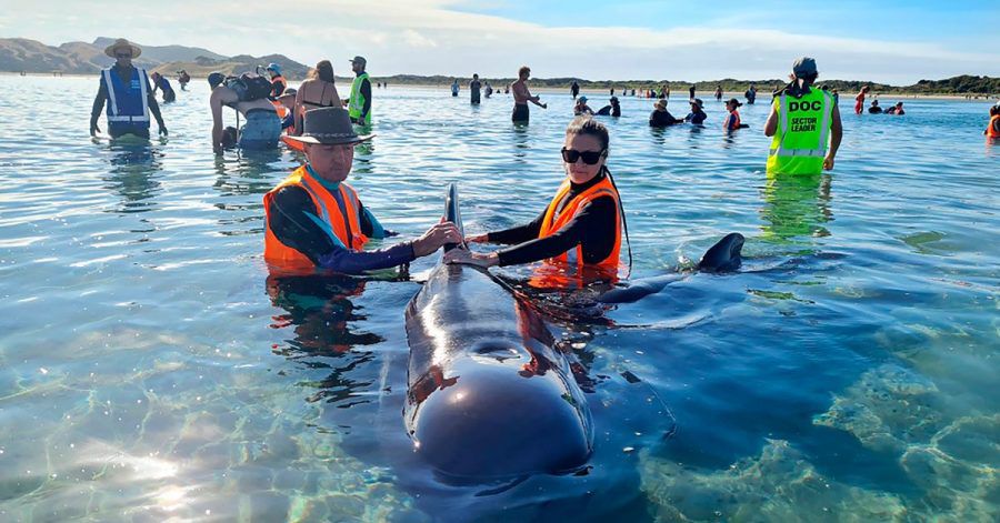 Mehr als 20 Grindwale sind nach einer zweiten Strandung vor Neuseeland wieder in tiefere Gewässer gebracht worden.