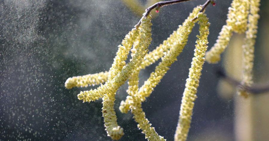 Pollen vom Hasel und Erle lassen noch auf sich warten. Grund dafür sind die kalten Temperaturen in den vergangenen Wochen.