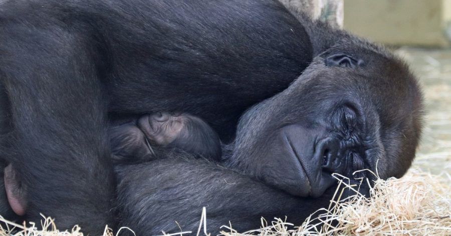 Gorilla-Mutter Bibi passt auf ihr Kleines auf.