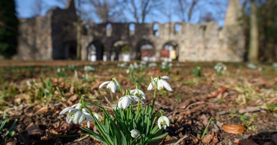 Schneeglöckchen blühen vor der Ruine der Kirche Unser Lieben Frauen in Zeppernick (Sachsen-Anhalt). Mit den milden Temperaturen findet in der Natur im Jerichower Land gerade ein Frühlingserwachen statt.