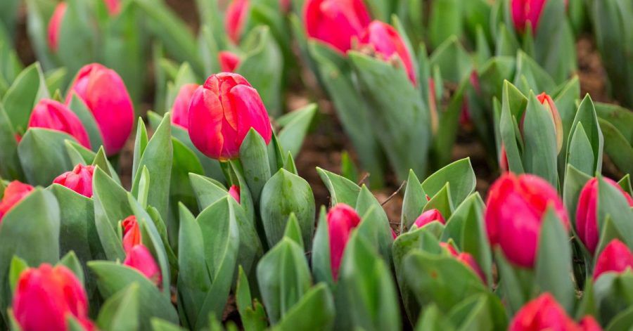 Tulpen und andere Blumenzwiebeln brauchen Nährstoffe für eine prächtige Blüte.