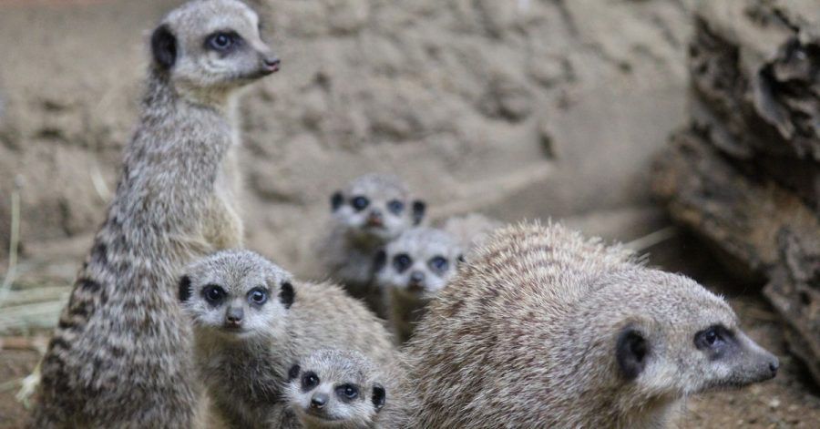 Die muntere Erdmännchen-Familie im Duisburger Zoo.