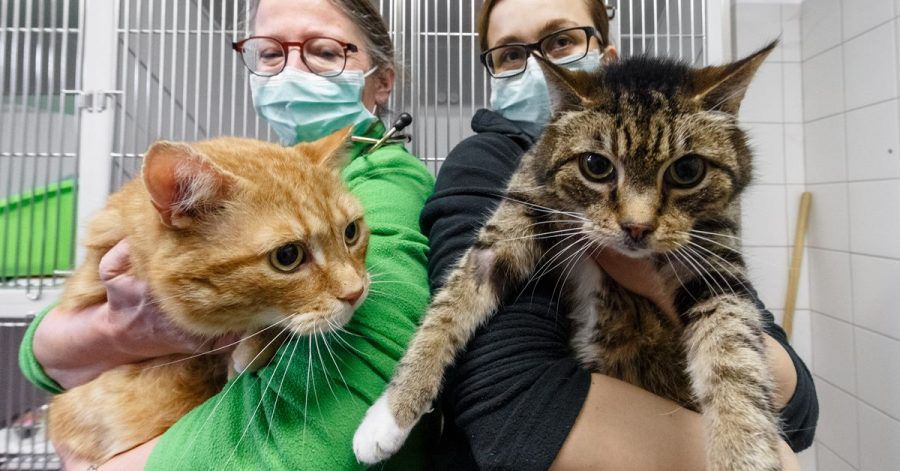 Die Katzen Lolek (l) und Bolek suchen nach ihrer überstandenen Corona-Infektion ein neues Zuhause. Die beiden kastrierten Kater sind in den Vermittlungsbereich des Tierheims umgezogen.