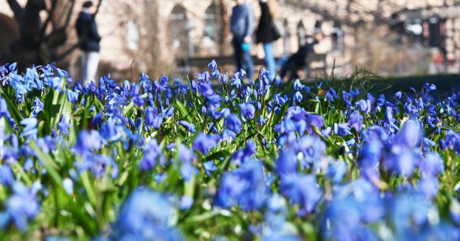 Bei Sonnenschein und Außentemperaturen um die 9 Grad blühen im Botanischen Garten Karlsruhe Blausterne.