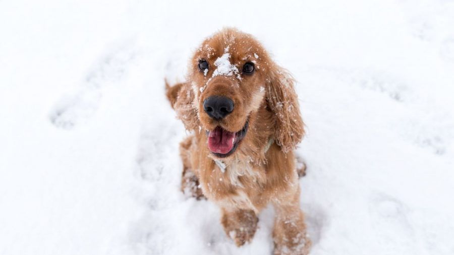 Video: Hund hilft Herrchen beim Schneeschieben!