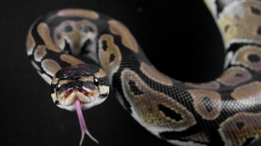 Video: Mittagsschlaf wird gestört: Python schleicht sich unter Hängematte
