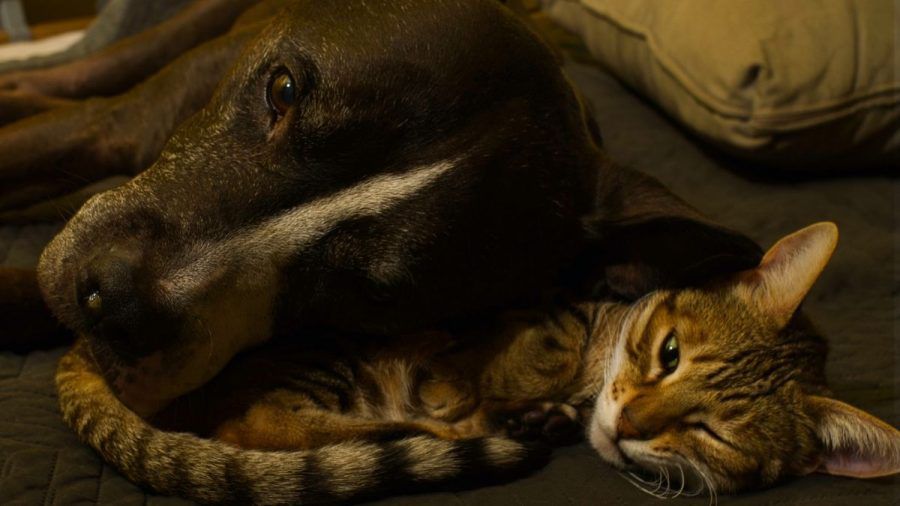 Video: Pitbull Mako: Dieser Hund verhält sich wie eine Katze