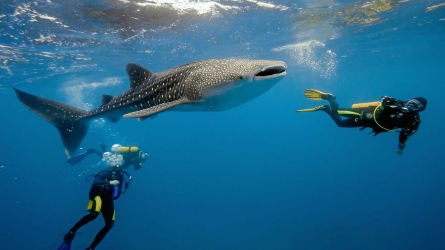 Video: Unglaubliche Rettungsaktion: Taucher befreien Walhai