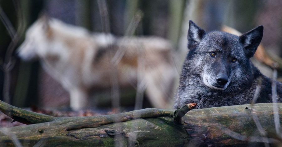 Die beiden Wolfshybriden Ronja (r.) und Raik in einem Gehege im Alternativen Bärenpark Worbis.
