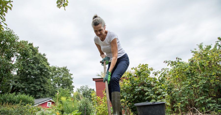 Frühe Sorten können Sie bereits im Juli und August ernten, mittelfrühe Anfang September und späte Sorten bis zum Oktober ausgegraben.