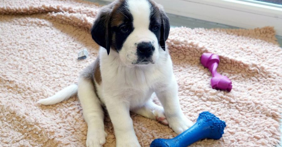 Am Anfang können Hunde Blase und Darm noch nicht kontrollieren. Halter sollten deshalb in regelmäßigen Abständen mit ihnen rausgehen.
