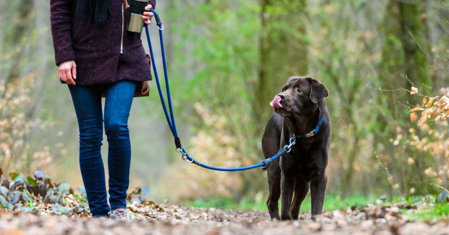 Während der sogenannten Brut- und Setzzeit sollten die Vierbeiner etwa im Wald und auf Feldwegen nicht frei herumlaufen.