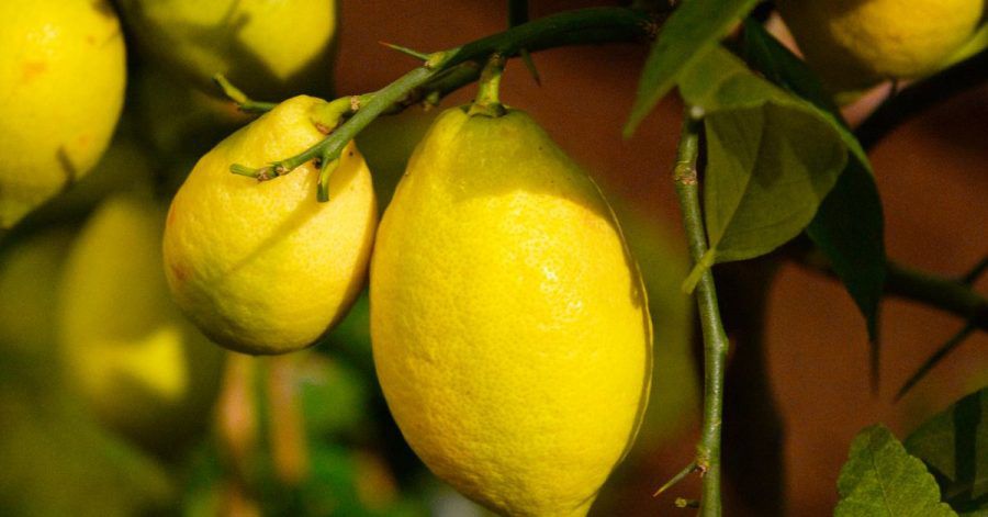 Konventionell angebaute Zitronen werden vor oder nach der Ernte mit Wachs und Pestiziden behandelt. Diese Schicht versiegelt die Zitronen. Diese Mittel dürfen bei Bio-Zitronen nicht verwendet werden. Daher schimmeln sie eher.