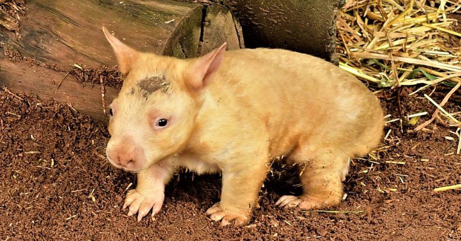 Das goldfarbene Wombat-Mädchen Honey Bun im Ballarat Wildlife Park.