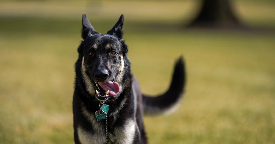Schäferhund «Major» hat ein zusätzliches Training bekommen.