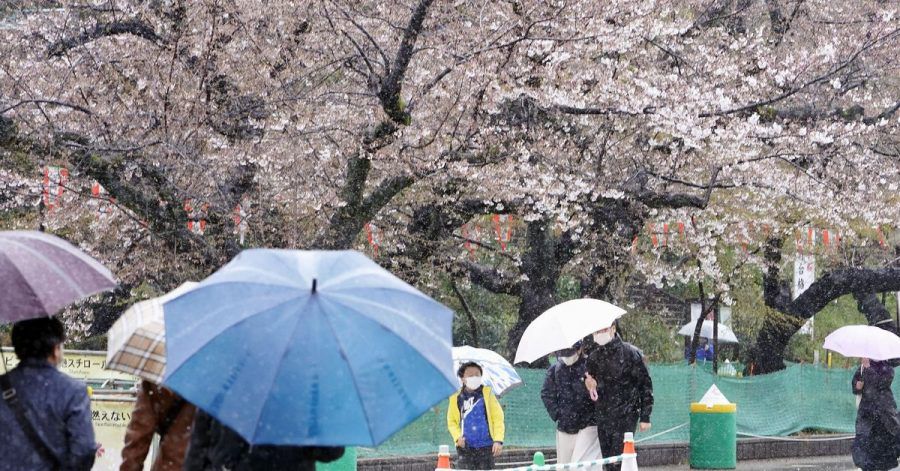 Der Ueno-Park in Tokio ist einer der beliebtesten «Hanami»-Orte der Hauptstadt.