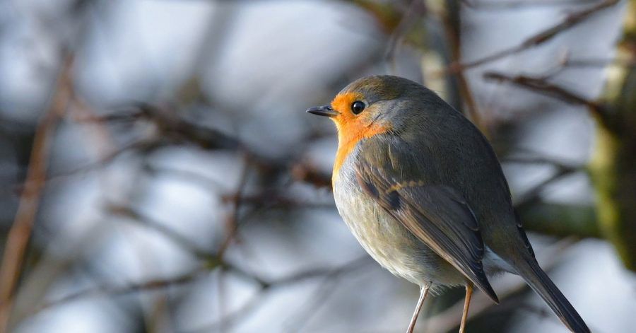 Zutraulicher Sympathieträger mit wunderschönem Gesang: das Rotkehlchen ist der «Vogel des Jahres».