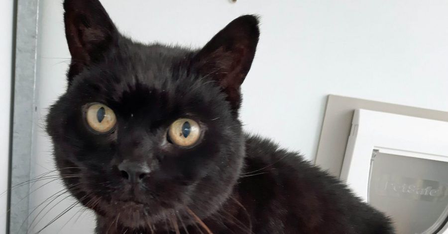 Kater Jess ist fast 14 Jahre nach seinem Verschwinden wieder mit seinem ursprünglichen Haltern vereint worden.