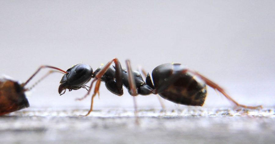 Der internationale Handel mit Ameisen als Haustiere boomt seit Jahren. Eine invasive Art könnte allerdings zur Bedrohung für heimische Arten werden.