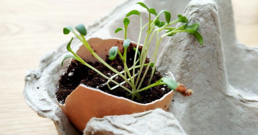 In leeren Eierschalen lässt sich gut Gartenkresse aufziehen.