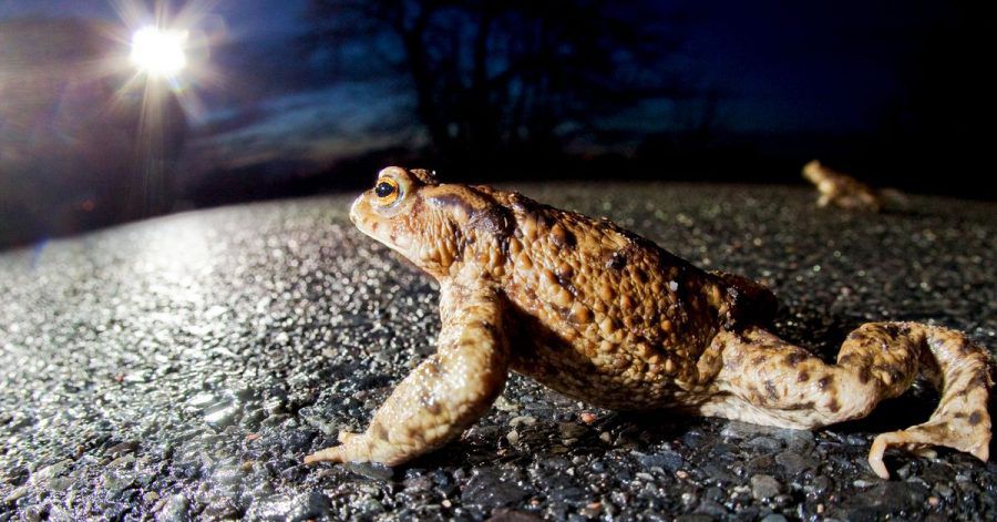 Die Wanderung der Kröten ist gefährlich, denn oft müssen sie Straßen überqueren. Viele Tiere werden dabei von Autos überfahren.