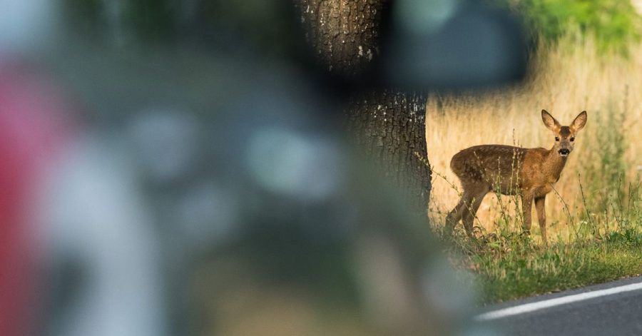 Aktive Zeiten: Besonders im April und Mai müssen Autofahrer mit verstärktem Wildwechsel rechnen.