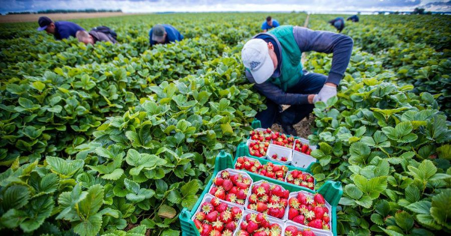 Mit Hilfe einer interaktiven Karte können sich Menschen in Europa künftig darüber informieren, welches Obst und Gemüse in ihrem Land gerade Saison hat.