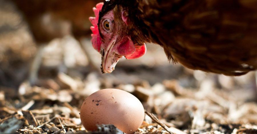 Einwenig mehr Tierwohl: Eier aus Freilandhaltung werden immer beliebter.