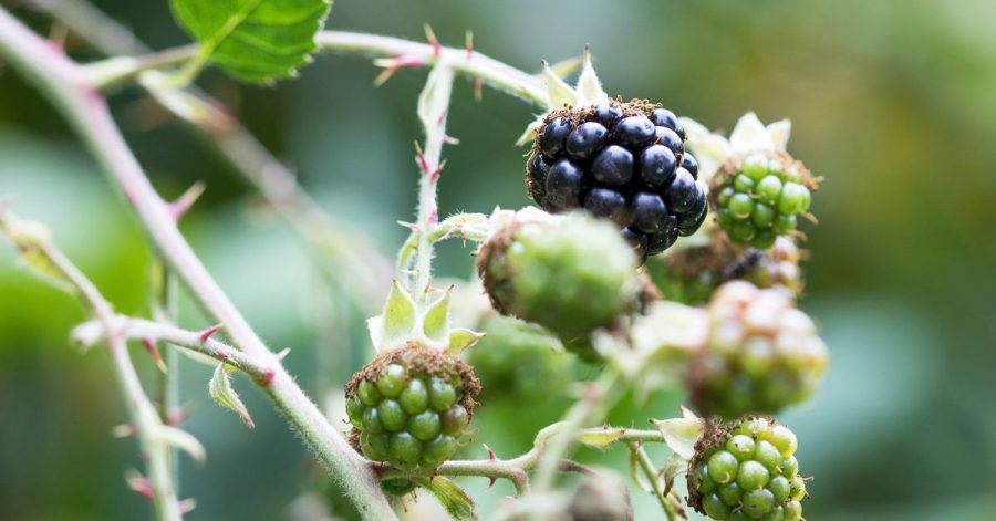 Leckere Brombeeren: Besonders gut gedeiht Strauchbeerenobst in einem aufgelockerten Boden.
